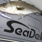 Glory_Fishing グローリーフィッシング SUZUKIMARINE フェイバス