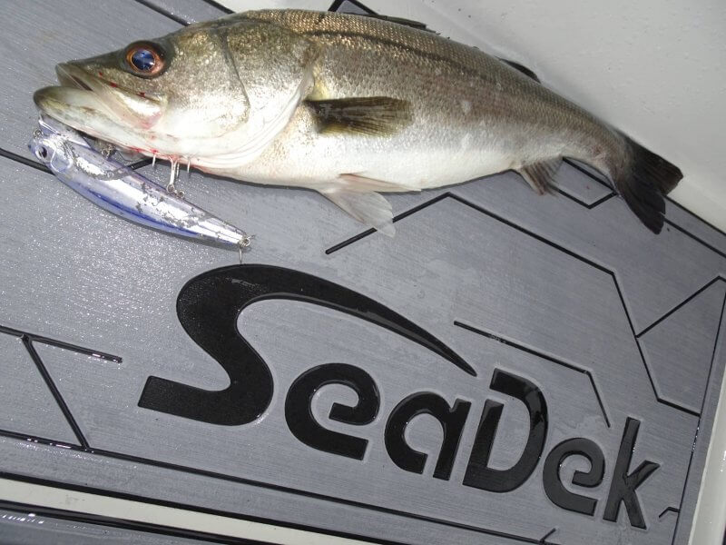 Glory_Fishing グローリーフィッシング SUZUKIMARINE フェイバス